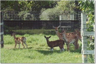 Shade Tree Shade cloth - deer farming